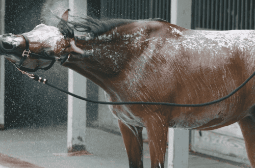 Horse Trouble: Bathing