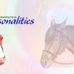 Horses and people: personality types and ways of interacting. Part 1. Horses