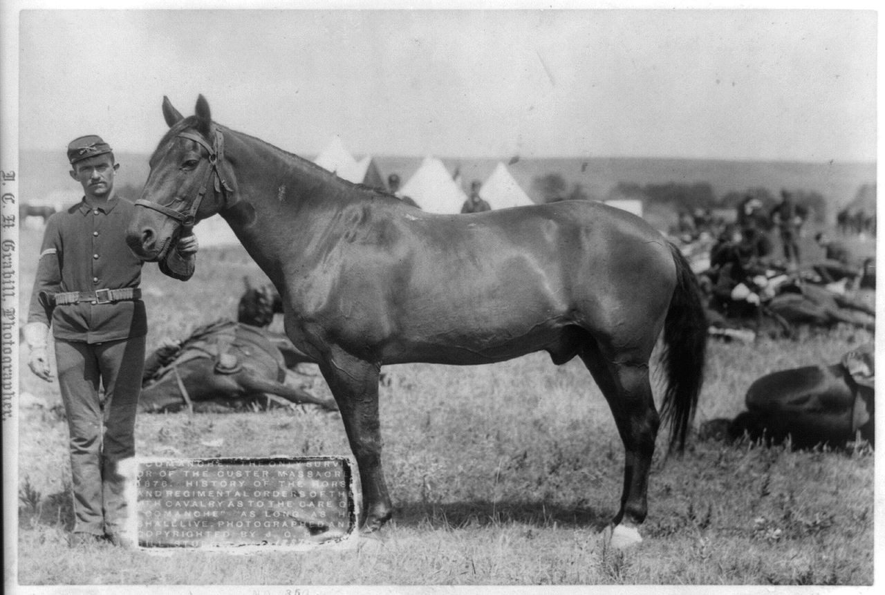 Horses remembered by world history