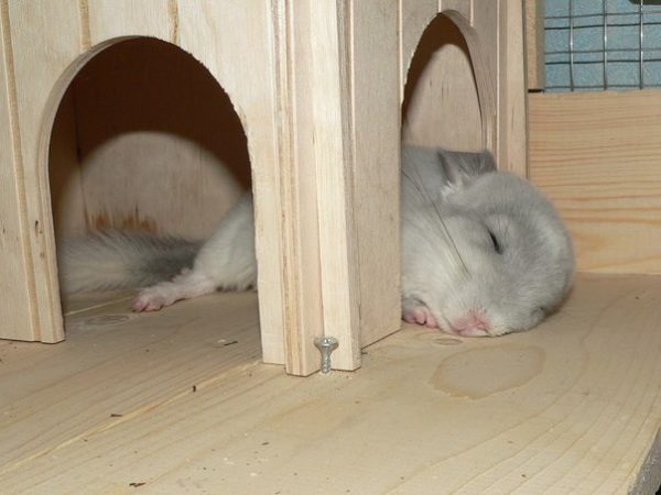 House for a chinchilla: choosing a finished one or creating it yourself - manufacturing materials, photos, drawings and dimensions