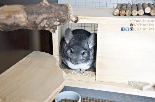 House for a chinchilla: choosing a finished one or creating it yourself &#8211; manufacturing materials, photos, drawings and dimensions