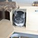 Allergy to chinchilla in a child and an adult, are there hypoallergenic chinchillas