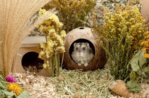 House for a hamster: choice, arrangement, materials (photo)