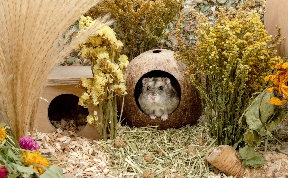 House for a hamster: choice, arrangement, materials (photo)
