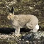 How a hare prepares for winter: what changes in appearance