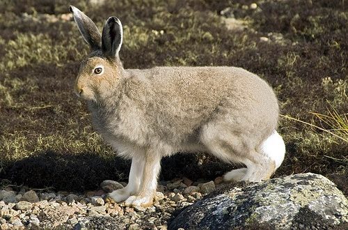 How a hare prepares for winter: what changes in appearance