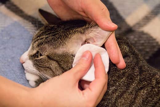 How and how to clean a cat&#8217;s or cat&#8217;s ears: how to accustom to inspection, how to get rid of ear mites