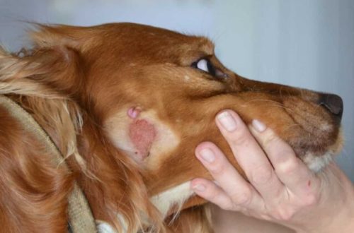 Kuidas ja kuidas samblikke koeral ravida: sümptomid, fotod, soovitused looma omanikule
