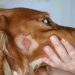 How to clean the ears of a dog: the frequency and technology of the procedure, hygiene products for cleaning the ears