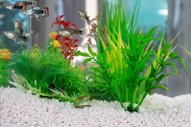 How and what to feed guppies. Guide from the candidate of veterinary sciences