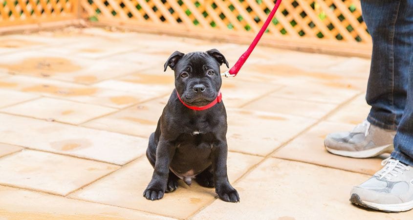 How and when can you start walking with a puppy?