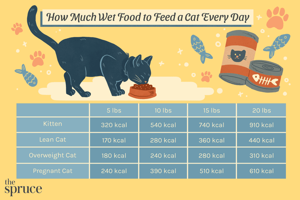 How and when to feed an adult cat?