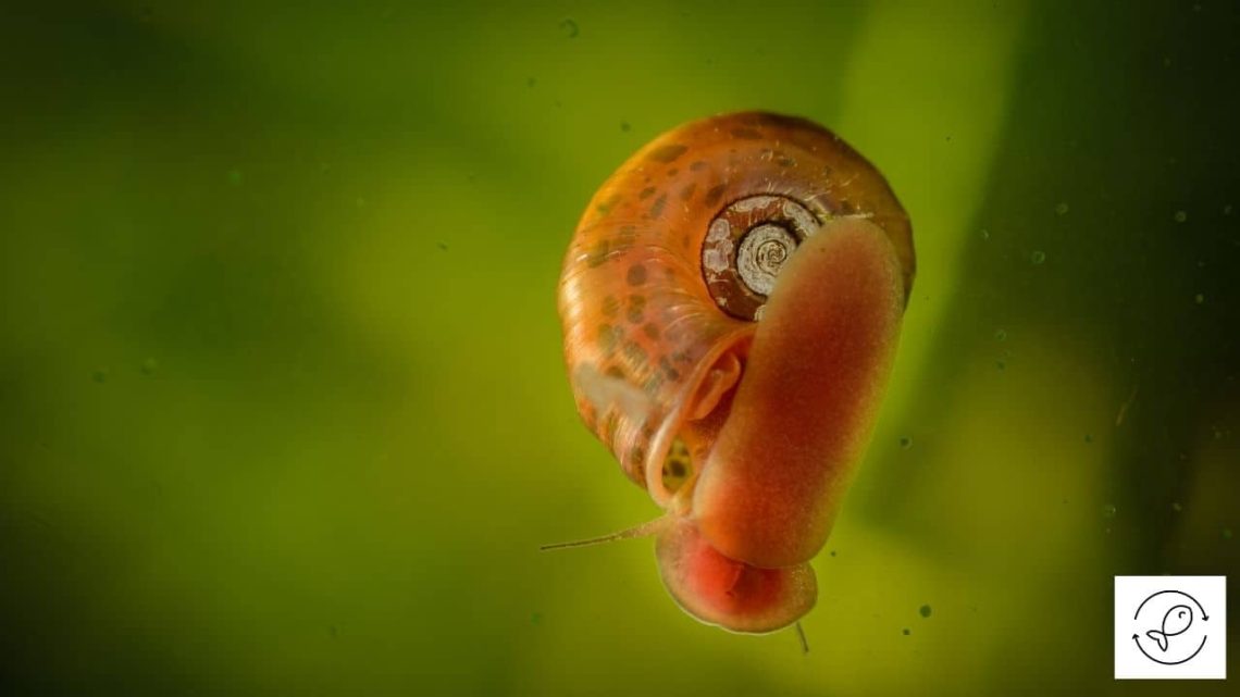 How aquarium snails breed: methods, conditions, what they can eat and how long they can live