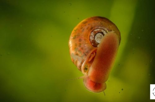 How aquarium snails breed: methods, conditions, what they can eat and how long they can live