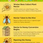 How bees make honey: a step-by-step description of the process