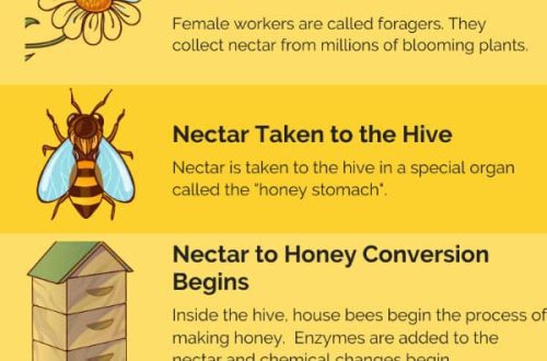 Kuidas mesilased mett teevad: protsessi samm-sammult kirjeldus
