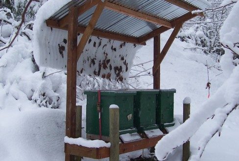 How bees winter: how they behave during wintering
