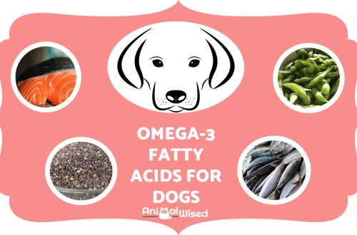 How can fatty acids be good for your dog?