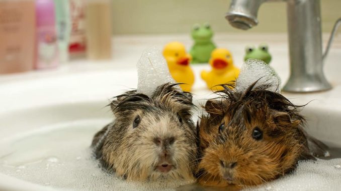 How can you bathe a guinea pig at home: how to wash and how often should you bathe in the water