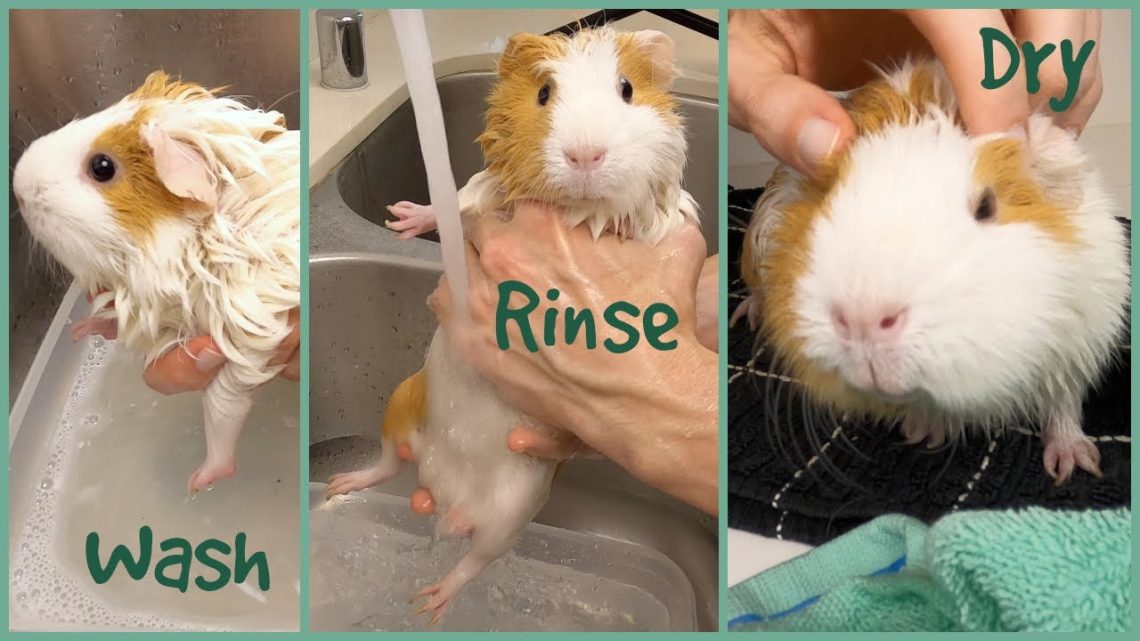 How can you bathe a guinea pig at home: how to wash and how often should you bathe in the water