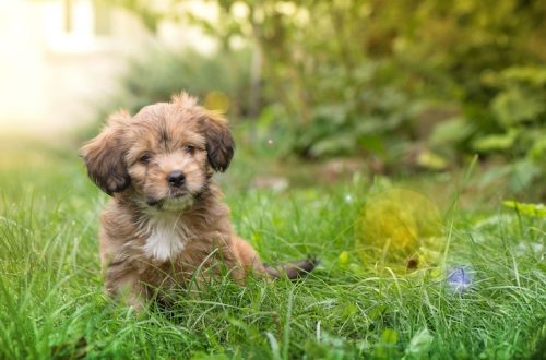 How can you call a dog a boy and a girl: the main criteria for choosing a nickname for a puppy
