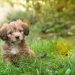 Medium-sized dogs: advantages and disadvantages of breeds