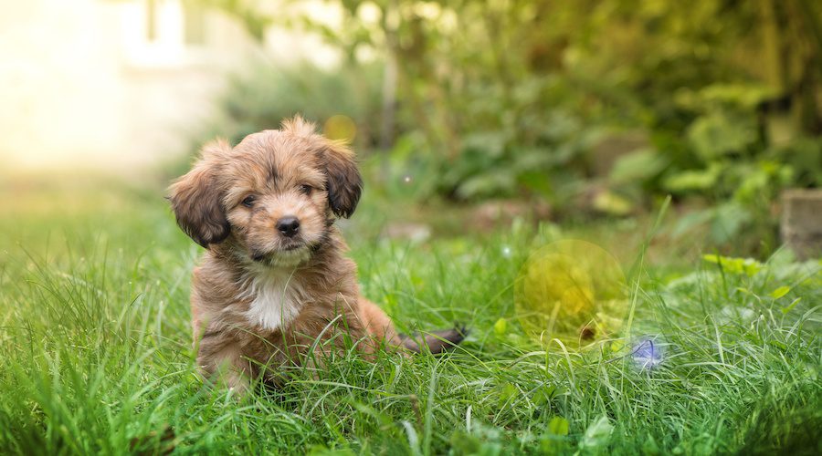 How can you call a dog a boy and a girl: the main criteria for choosing a nickname for a puppy