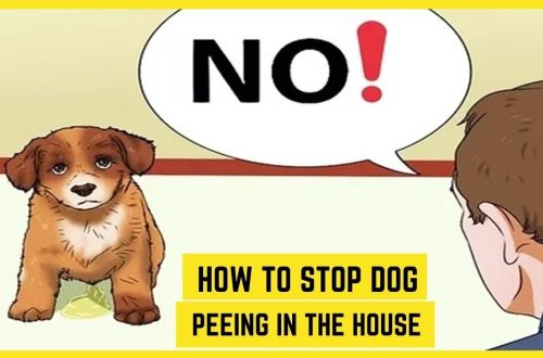 How can you teach a puppy or dog not to pee at home?