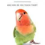 How can you teach and how lovebirds talk
