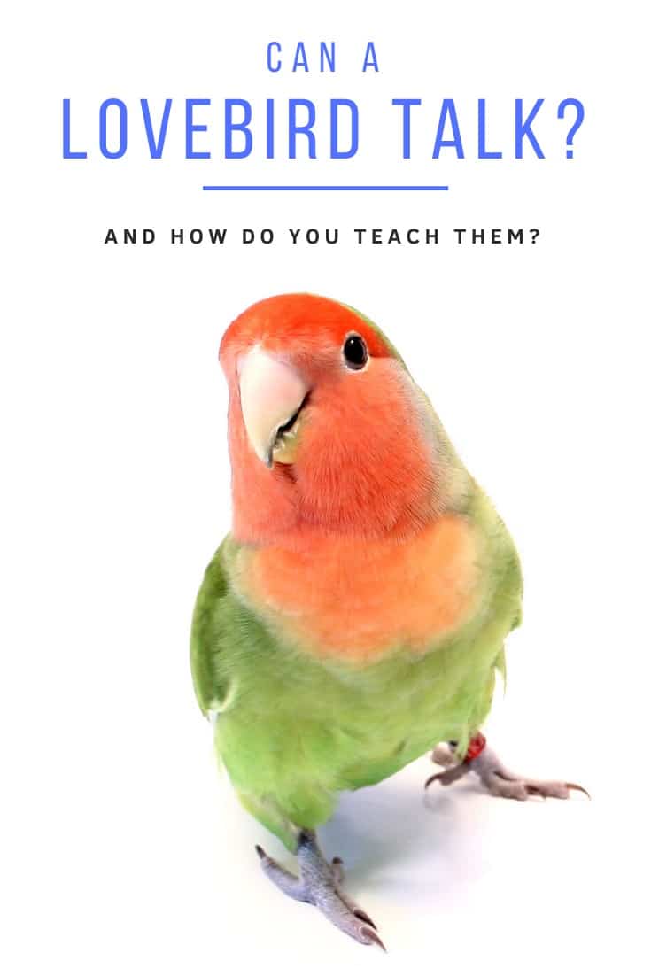 How can you teach and how lovebirds talk