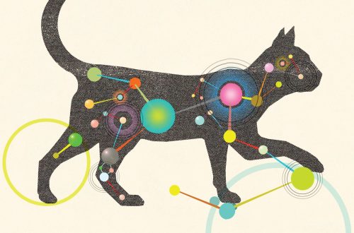 How cats behave: scientists explain
