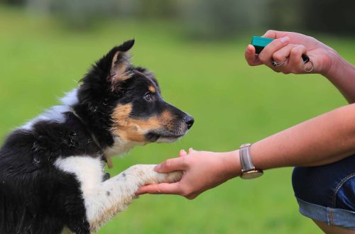 How Clicker Training Helps Raise Your Puppy