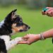 Teaching your puppy social skills and obedience training