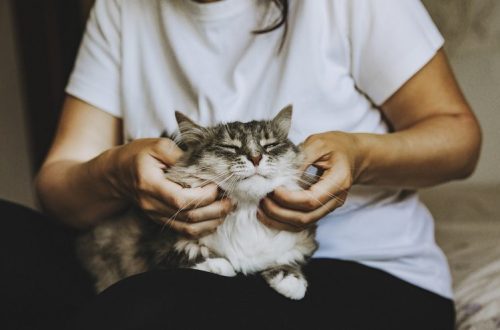 How do cats show love?
