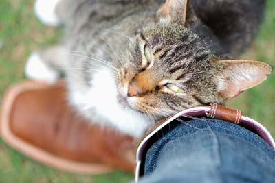 How do cats show love to their owner?