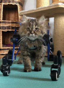 How do cats with disabilities find a home?