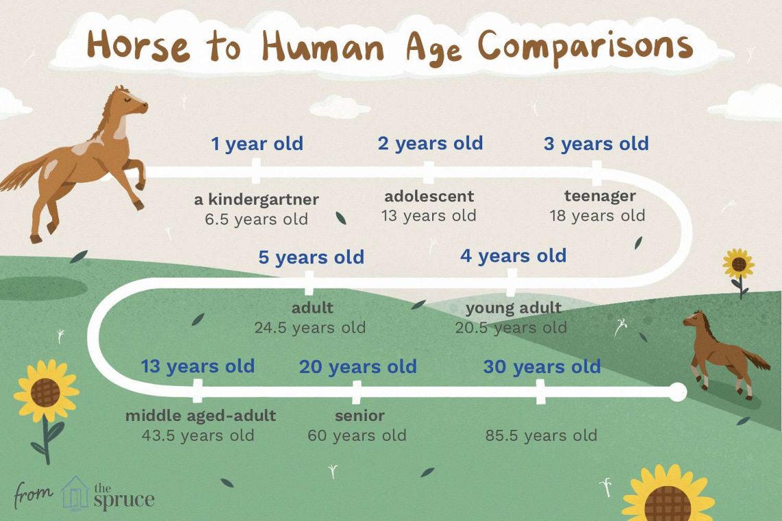 How do horses age?