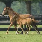 How do horses learn?