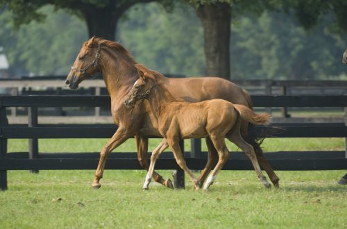 How do horses learn?