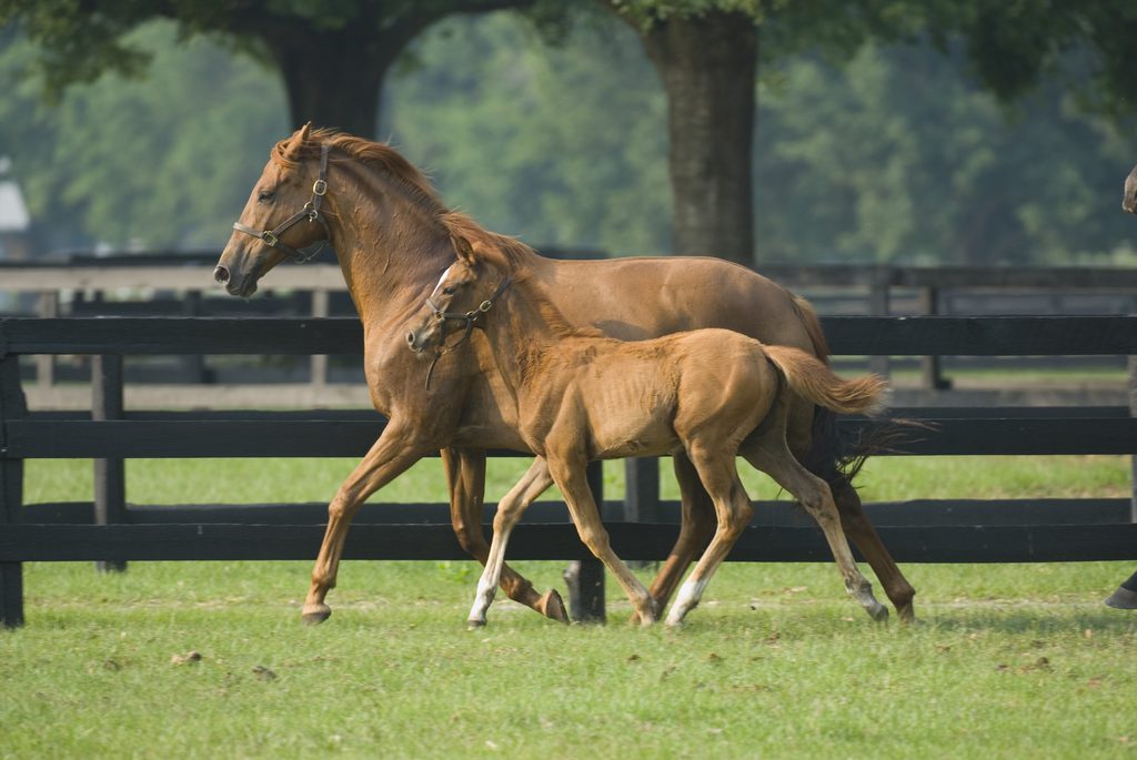 How do horses learn?