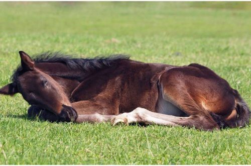 How do horses sleep: standing or lying down? Interesting Facts