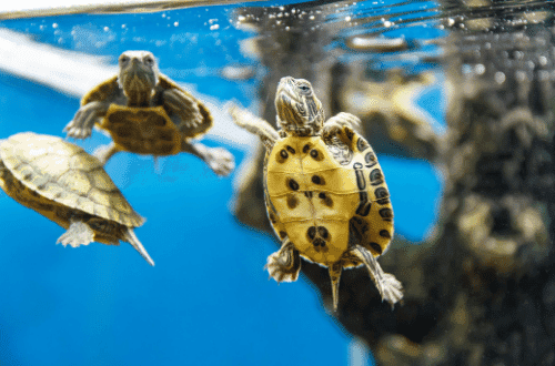 How do red-eared turtles sleep in an aquarium at home and in the wild