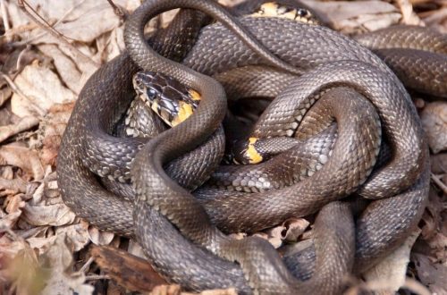 How do snakes mate? Features of mating games and mating