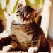 Polydactyl cats: what makes them special?