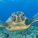 Homeland and origin of turtles: where and how did the first turtles appear