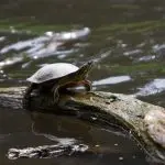 How do turtles winter in nature and at home, will they survive in a pond in winter?