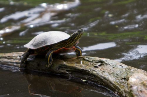 How do turtles winter in nature and at home, will they survive in a pond in winter?