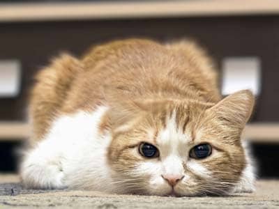 How do you know if a cat is in pain? Signs and symptoms of diseases