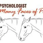 How do you know if a horse is in pain?