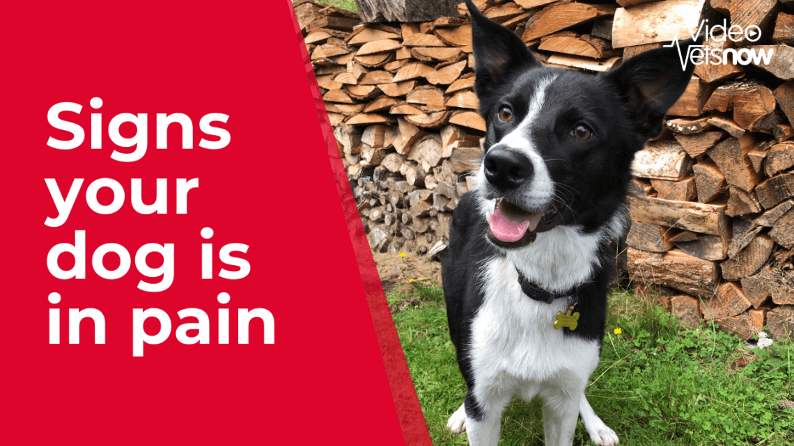 How do you know if your dog is in pain?